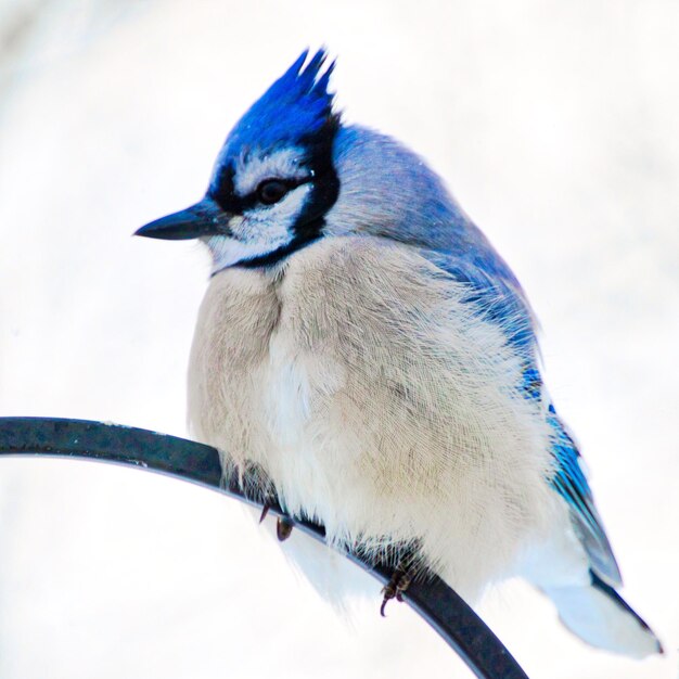 Foto nahaufnahme eines vogels, der gegen den himmel sitzt