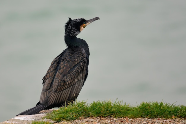 Foto nahaufnahme eines vogels, der gegen den himmel sitzt