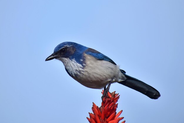 Nahaufnahme eines Vogels, der gegen einen klaren Himmel sitzt