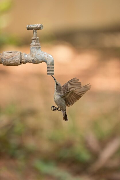 Foto nahaufnahme eines vogels, der im freien an einem wasserhahn fliegt