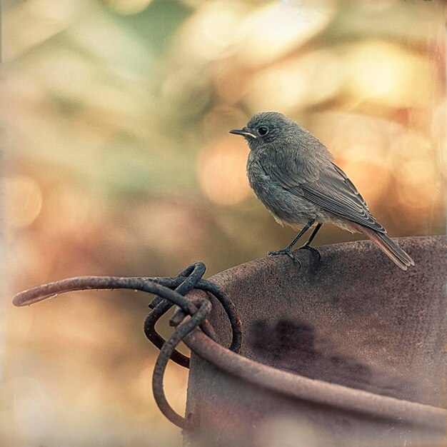 Foto nahaufnahme eines vogels, der im freien sitzt