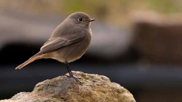 Nahaufnahme eines Vogels, der im Freien sitzt
