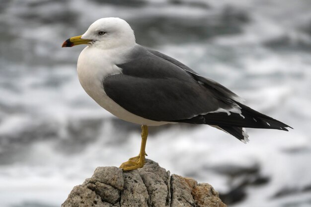 Nahaufnahme eines Vogels, der im Freien sitzt