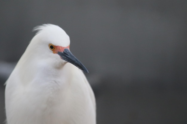 Nahaufnahme eines Vogels, der im Freien sitzt