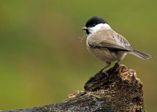 Foto nahaufnahme eines vogels, der im freien sitzt