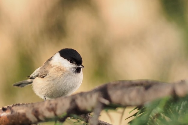 Foto nahaufnahme eines vogels, der im freien sitzt