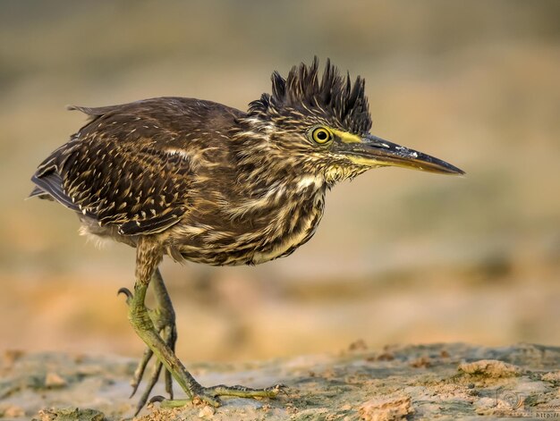 Foto nahaufnahme eines vogels, der im freien sitzt