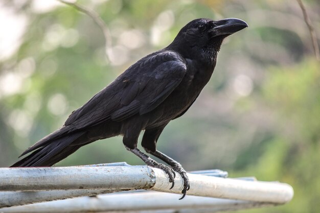 Foto nahaufnahme eines vogels, der im freien sitzt