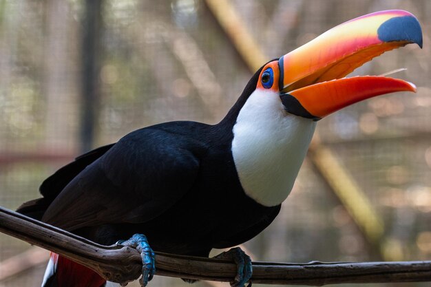 Foto nahaufnahme eines vogels, der im freien sitzt