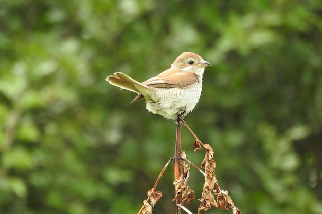 Nahaufnahme eines Vogels, der im Freien sitzt