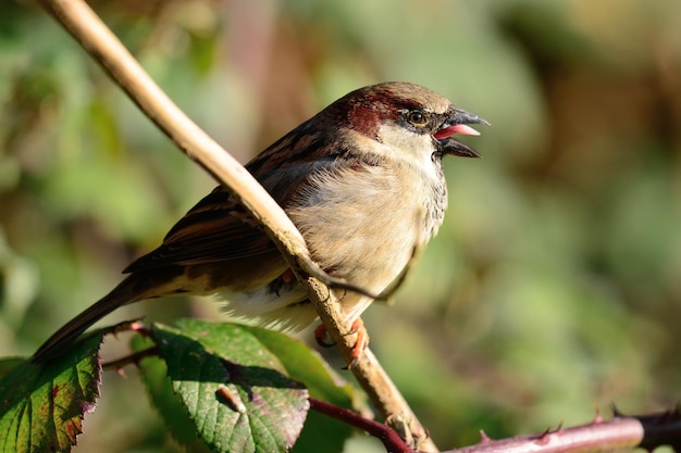 Nahaufnahme eines Vogels, der im Freien sitzt