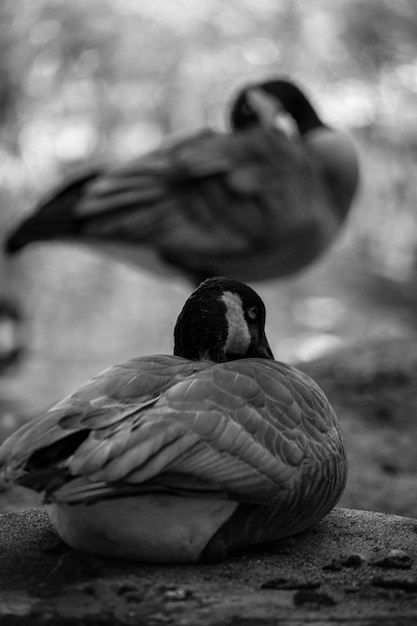 Foto nahaufnahme eines vogels, der im freien sitzt