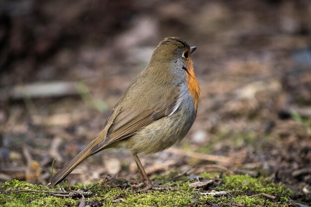 Nahaufnahme eines Vogels, der im Freien sitzt