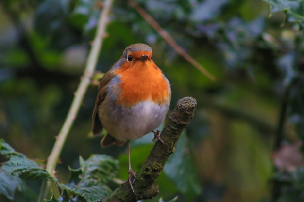 Nahaufnahme eines Vogels, der im Freien sitzt
