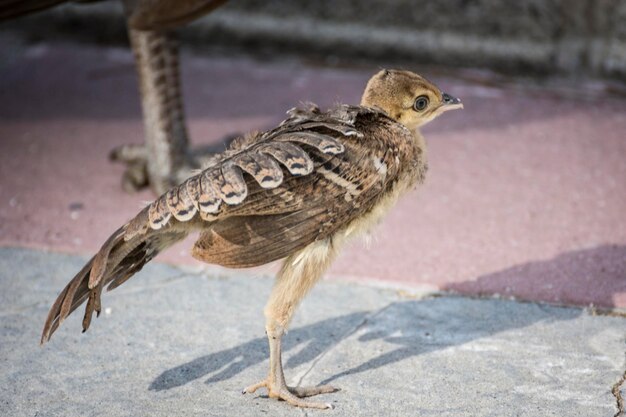 Nahaufnahme eines Vogels, der im Freien sitzt