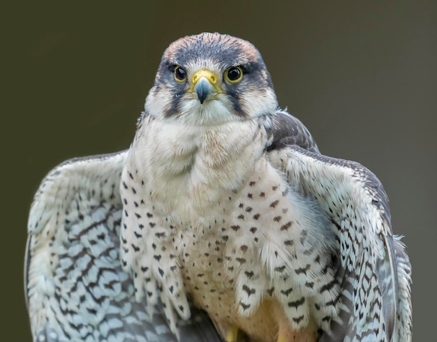 Nahaufnahme eines Vogels, der im Freien sitzt