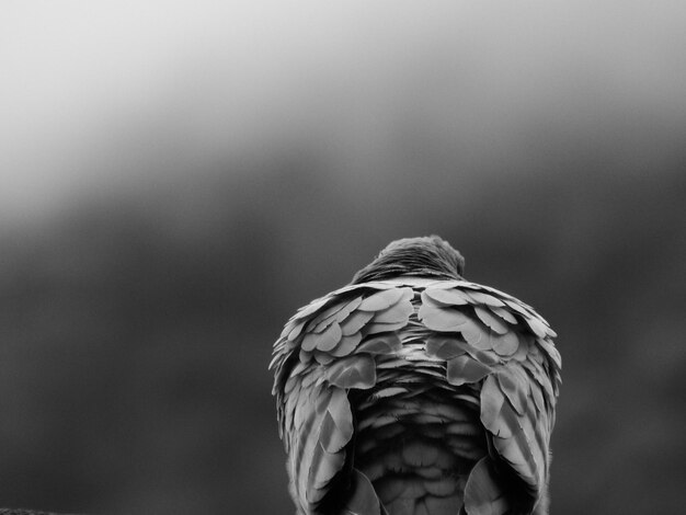 Foto nahaufnahme eines vogels, der im freien sitzt