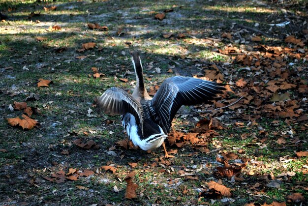 Foto nahaufnahme eines vogels, der im herbst auf dem feld sitzt