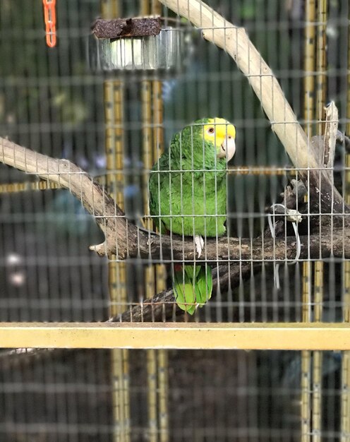 Foto nahaufnahme eines vogels, der im käfig sitzt