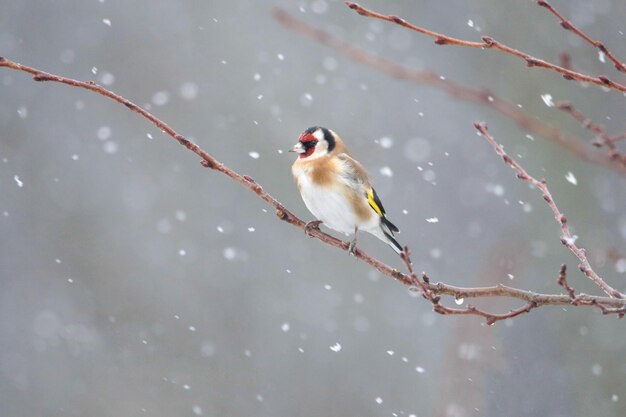 Foto nahaufnahme eines vogels, der im winter auf einem zweig sitzt