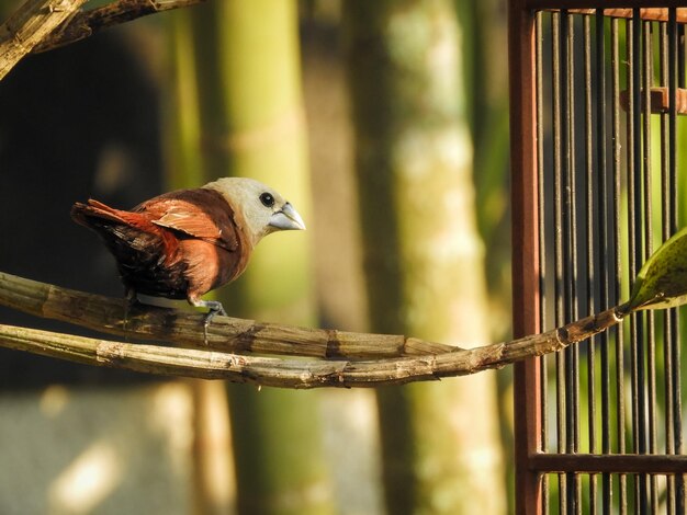 Foto nahaufnahme eines vogels, der in einem käfig sitzt