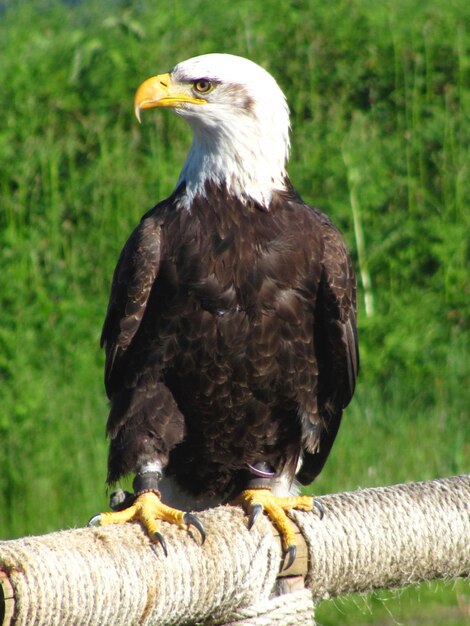 Foto nahaufnahme eines vogels, der sich an einer pfeife gegen pflanzen befindet