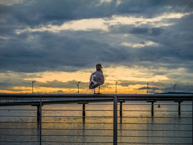 Foto nahaufnahme eines vogels, der sich bei sonnenuntergang auf einem geländer gegen meer und bewölkten himmel befindet