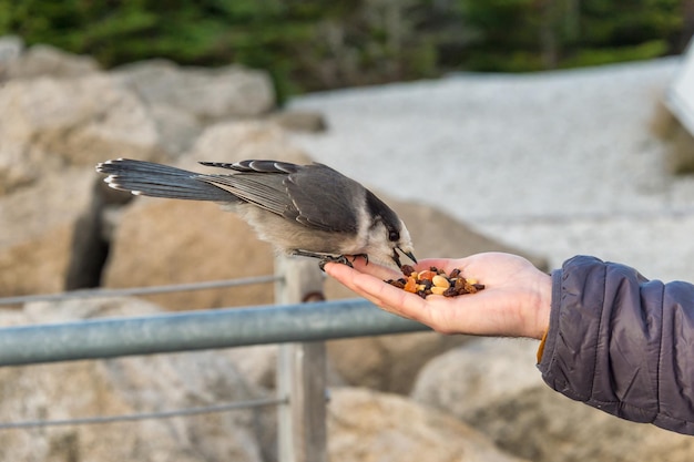 Foto nahaufnahme eines vogels, der sich von hand ernährt