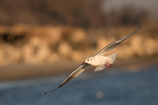 Nahaufnahme eines Vogels, der über dem Meer fliegt