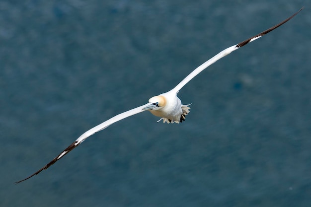 Foto nahaufnahme eines vogels, der über dem meer fliegt