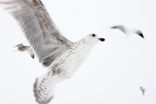 Foto nahaufnahme eines vogels, der über schnee fliegt