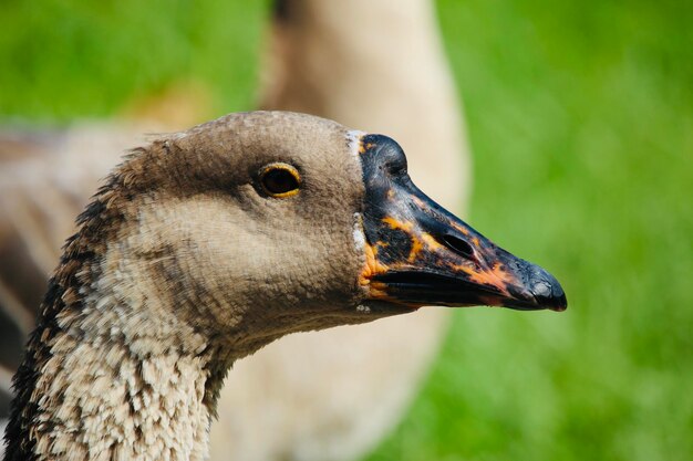 Foto nahaufnahme eines vogels, der wegblickt