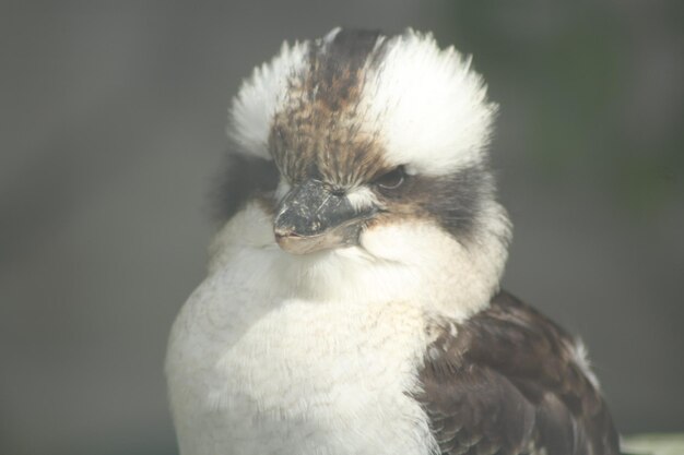 Foto nahaufnahme eines vogels, der wegblickt