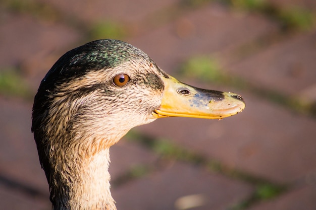 Foto nahaufnahme eines vogels, der wegblickt