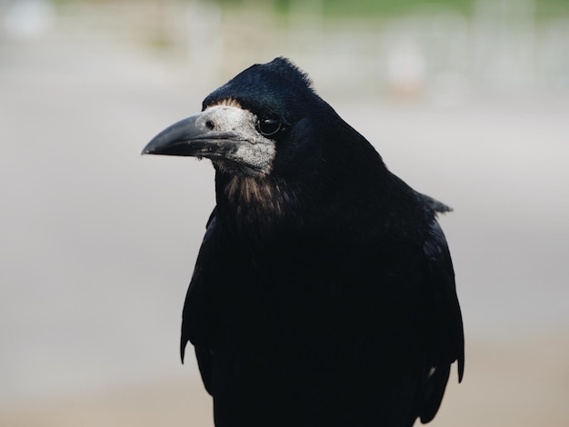 Foto nahaufnahme eines vogels, der wegblickt