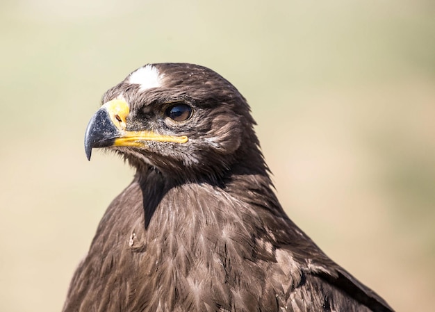 Nahaufnahme eines Vogels, der wegblickt