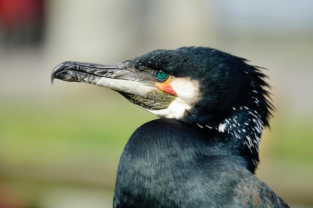 Foto nahaufnahme eines vogels, der wegblickt