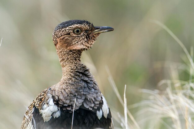 Foto nahaufnahme eines vogels, der wegblickt