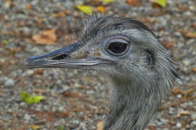 Foto nahaufnahme eines vogels, der wegblickt