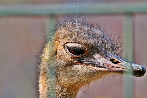 Foto nahaufnahme eines vogels, der wegblickt