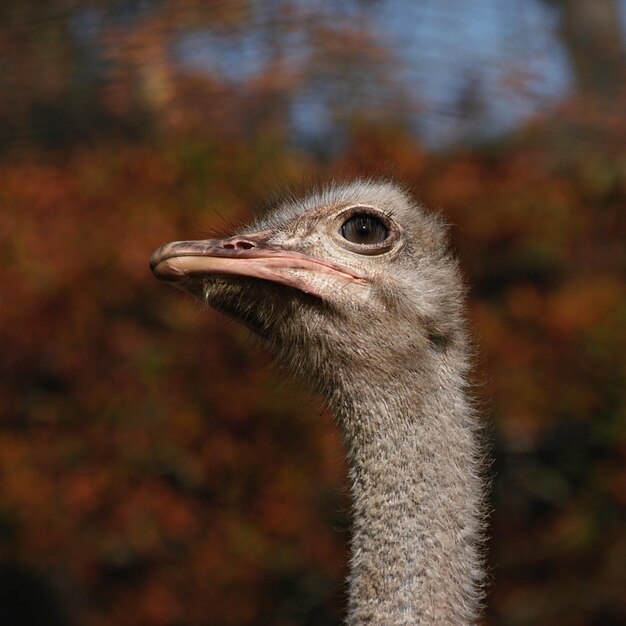 Nahaufnahme eines Vogels, der wegschaut