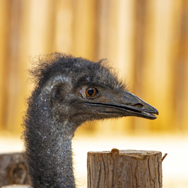 Nahaufnahme eines Vogels, der wegschaut