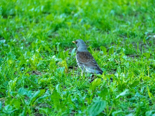 Nahaufnahme eines Vogels, einer Amsel, einer Eberesche, die im Sommer im Park auf dem grünen Gras spaziert. Singvogel