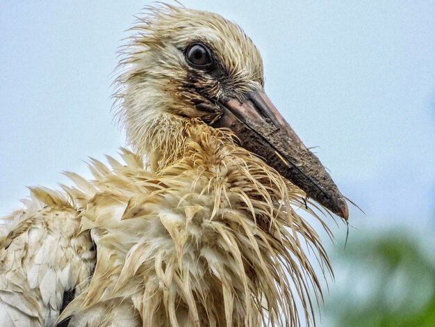 Foto nahaufnahme eines vogels gegen den himmel