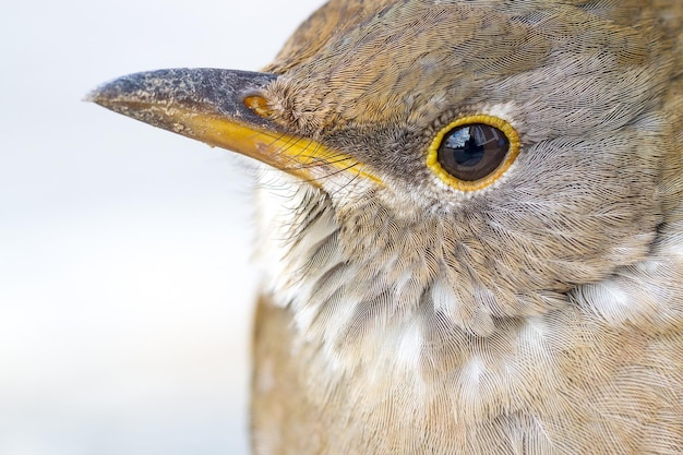 Foto nahaufnahme eines vogels gegen den himmel