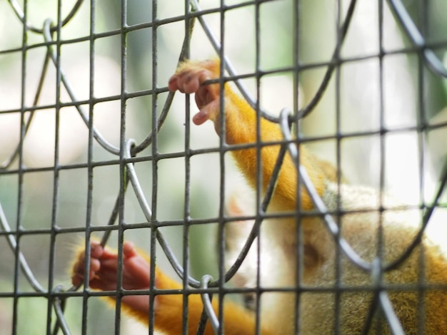 Foto nahaufnahme eines vogels im käfig im zoo