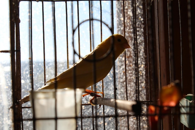 Foto nahaufnahme eines vogels im käfig