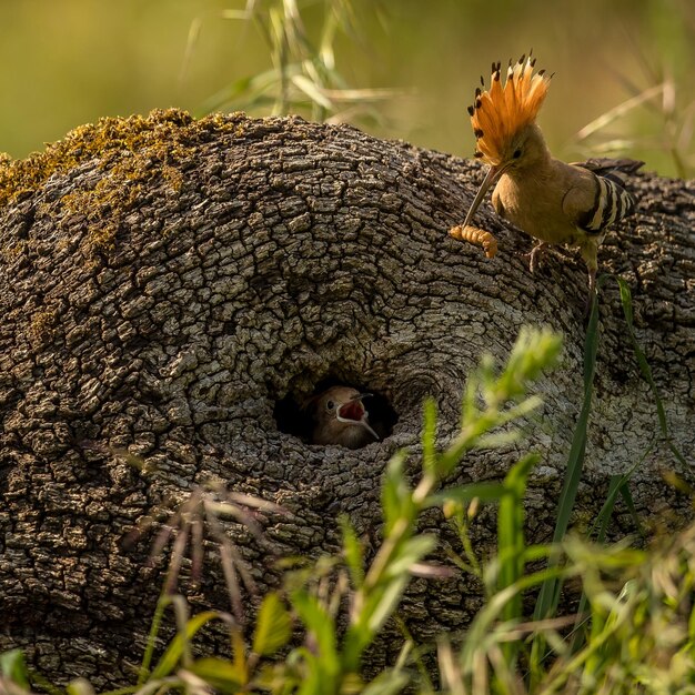 Foto nahaufnahme eines vogels im nest