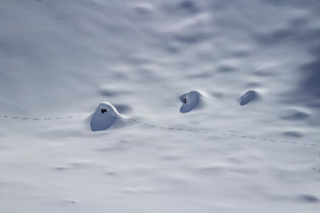 Foto nahaufnahme eines vogels im schnee