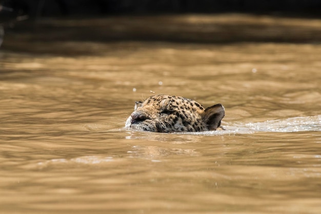 Nahaufnahme eines Vogels im See